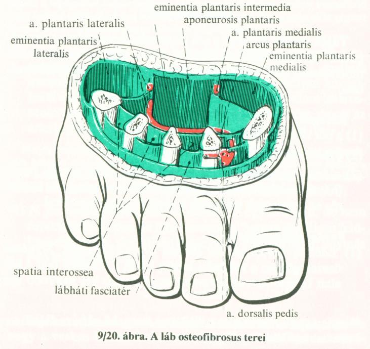 a. plantaris medialis (r. superficialis et profundus) < a. tibialis post. a. plantaris lateralis (r. superficialis et profundus) < a. tibialis post. n. plantris medialis (r. med. et lat.)< n.