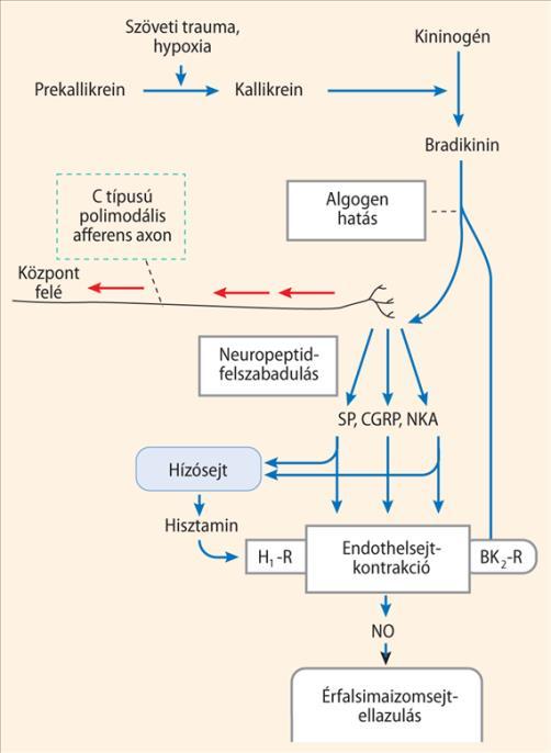 2.6. A 2. típusú bradikinin receptor génjének +9/ 9-es polimorfizmusa Az elhelyezkedés meghatározása A 2. típusú bradikinin receptor génje (BDKRB2) a 14. kromoszómán helyezkedik el (14q32.1-q32.2) (3.
