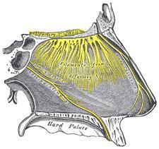 Porcos septum A