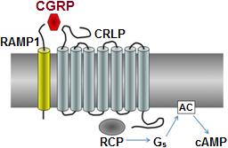 A felszabadult CGRP a három alegységből álló CGRP receptorhoz kötődve fejti ki biológiai hatását (3. ábra). 3. ábra. A CGRP receptor szerkezete és a G s -proteinhez kapcsolt jelátviteli útvonal.