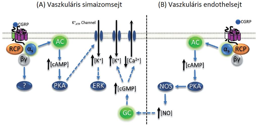 4. ábra. A CGRP receptor aktivációját követő intracelluláris események vaszkuláris simaizom (A)- és endothelsejtben (B).