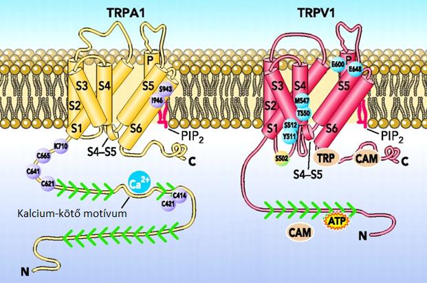molekulák kötésére is képes, az elnevezését vanilloid receptorra (VR1) módosították. Végül az ioncsatorna pontos szerkezetének megismerése után a TRP receptor családba sorolták be (TRPV1).