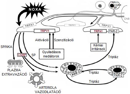 rendszer és a hízósejtek alkotják, beleértve a proinflammatorikus neuropeptidek (CGRP, SP, NKA) és a hízósejt eredetű mediátorok (pl. triptáz, hisztamin) felszabadulását is. 6. ábra.