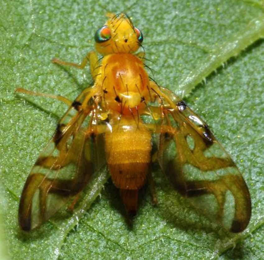 A csalétekkel ellátott csapdák többszörösét fogják a csalétek nélküli csapdák fogásainak egy nem-rhagoletis fúrólégyfajnál is! www.bugguide.