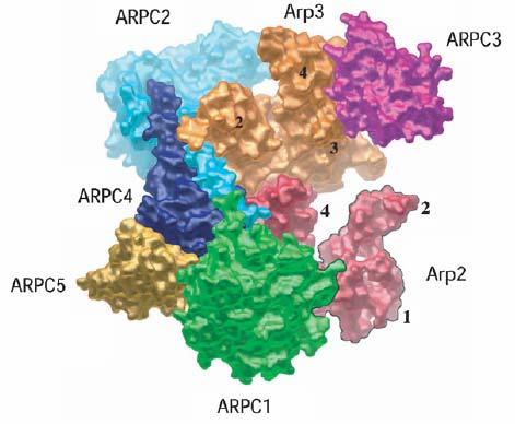 alegységgel, nevezetesen az Arp3-mal létesít kapcsolatot. Az ARPC5 a komplex legkisebb alegysége és szintén α-helikális szerkezettel rendelkezik.