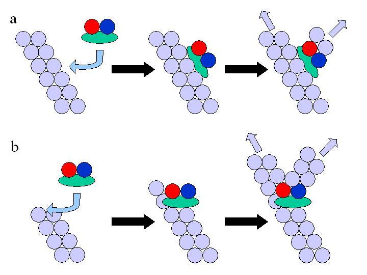 4. ábra: Az Arp2/3 komplex által végzett aktin elágazódásképzés modelljei. Az ábra a részén az ún.