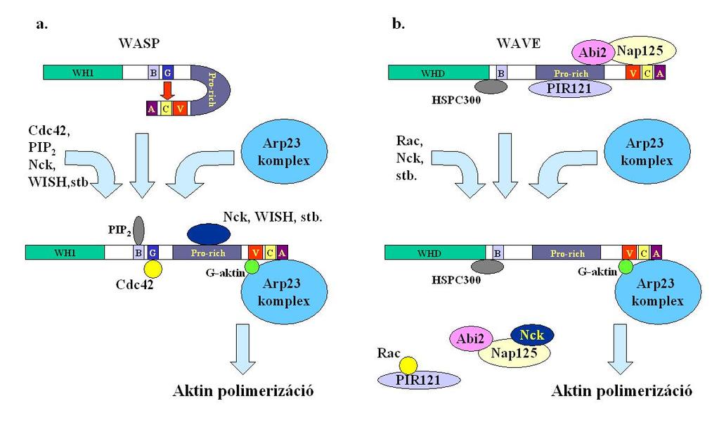 5. ábra: A WASP (a) és a WAVE (b) fehérjék aktivációjának mechanizmusa. Rövidítések: B: bázikus szakasz, G: GBD/CRIB domén. A folyamatok pontos magyarázata a szövegben található.