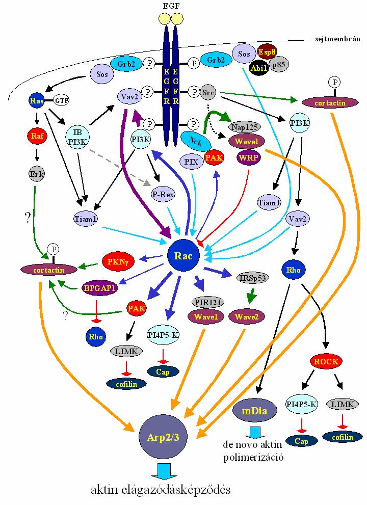 11. ábra: Az EGF jelpálya kapcsolatai az aktin citoszkeletonnal.