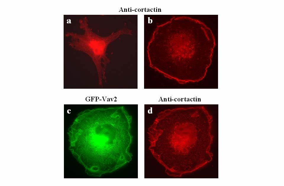 13. ábra: Az EGF kezelés, illetve a Vav2 overexpressziója COS7 sejtekben a cortactin transzlokációját eredményezi.