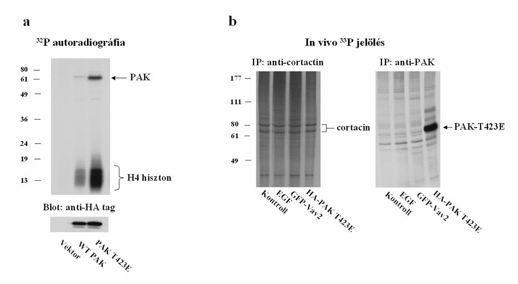 18. ábra: A PAK nem foszforilálja a cortactint in vivo. (a): COS7 sejteket tranziensen transzfektáltunk üres vektorral, vad típusú PAK-kal, illetve konstitutívan aktív PAK T423E mutánssal.