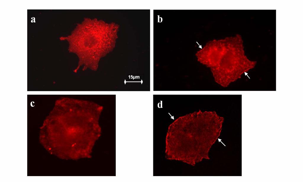 28. ábra: A PMA kezelés a cortactin transzlokációját eredményezi HepG2 sejtekben.