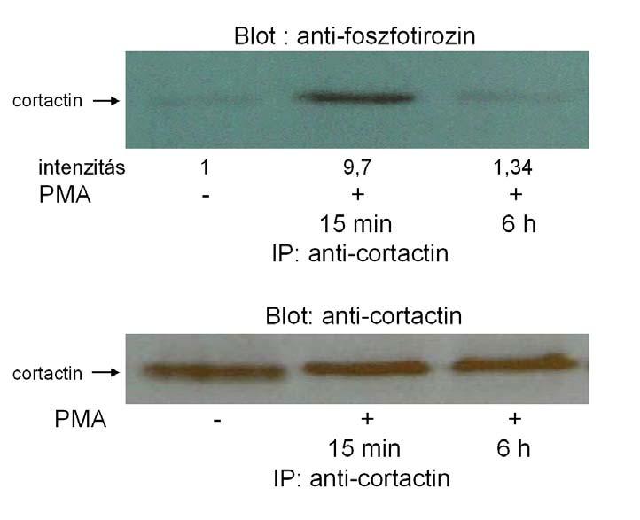 eredményünkkel, hogy COS7 sejtekben a PMA kezelés nem vezet a cortactin transzlokációjához sem, mindez azt az irodalomból is ismert felfogást erősíti (165), hogy a cortactin tirozin-foszforilációja