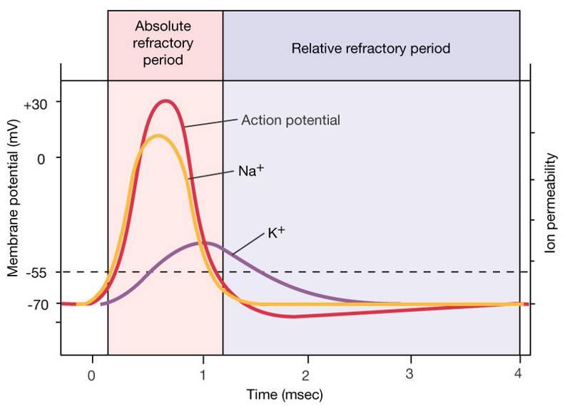 Vezetőképesség az akciós potenciál alatt Abszolút refracter periódus Relativ refracter periódus Membránpotenciál