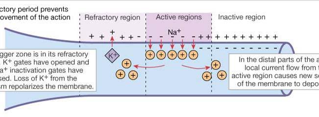 tartomány intracelluláris tér pozitív töltések helyi áramok áramlása refrakter tartományban a K + -csatornák nyitva,