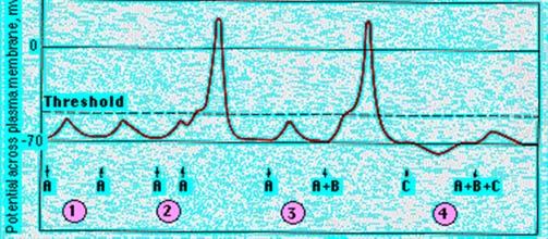 idő 2 ms 2 ms Membrán potenciál depol.