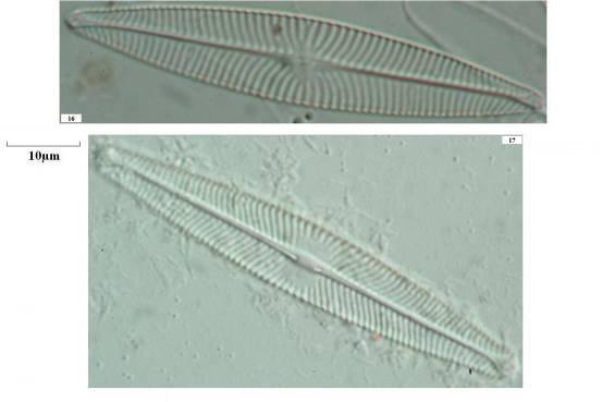 Cocconeis neodiminuta, 8.Cocconeis placentula var. euglypta, 9.Cocconeis placentula var.lineata, 10.Amphora inariensis, 11.