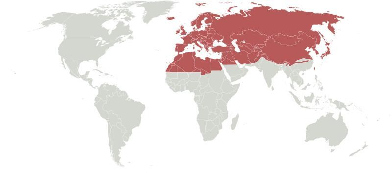 Elterjedés közel 650 nem 3950 faj 16 család Palearktikumban 820 (Európa,Ázsia a Himalájáig,