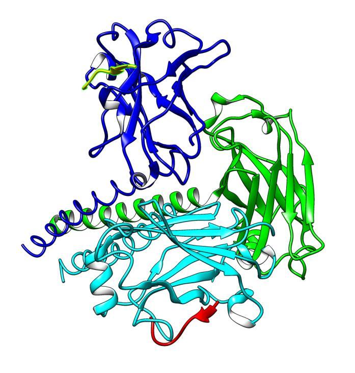 Tumor necrosis factor receptor superfamily member 5 Szerkezet kötött állapotban NMR spektroszkópia szabad állapotban 1CZZ TUMOR