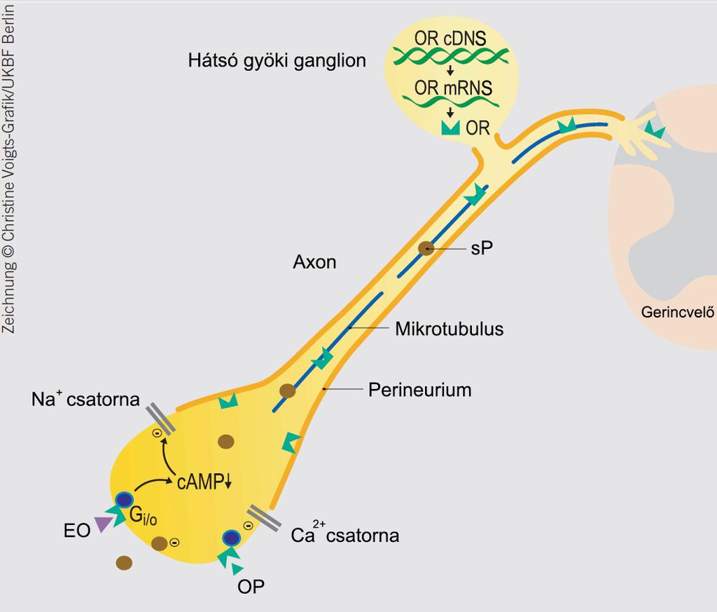 nyúlványain keresztül a periféria, valamint a központ felé (Hassan és mtsai, 1993). A neuron terminálisok membránjába beépülve funkcióképes receptorokká válnak.
