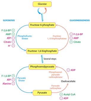 A glükóz direkt oxidációja során a glükóz 6-foszfát két dehidrogenálási lépése során pentóz foszfátok és redukált koenzim, 2 NADPH keletkezik.