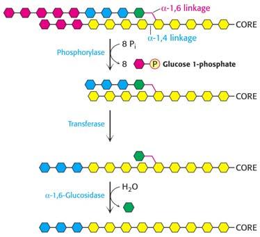 A glikogénből a glikogén foszforiláz (röviden foszforiláz) hatására glükóz 1-foszfát keletkezik A foszforiláz, a transzferáz és az 1,6 glikozidáz szerepe a