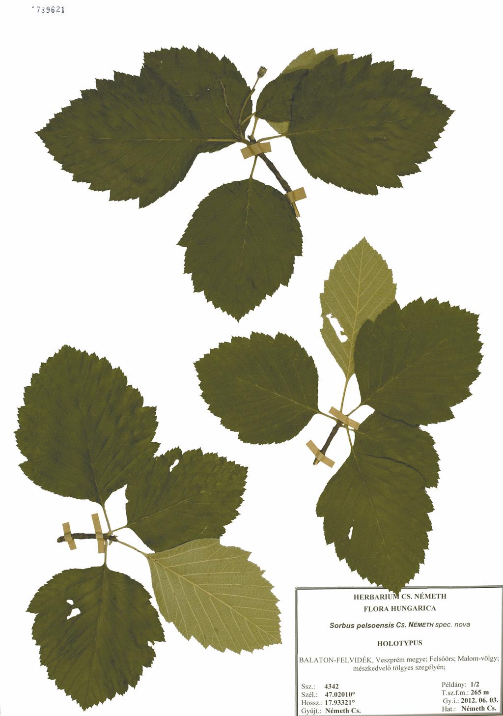 SORBUS PELSOENSIS, A NEW SPECIES FROM HUNGARY