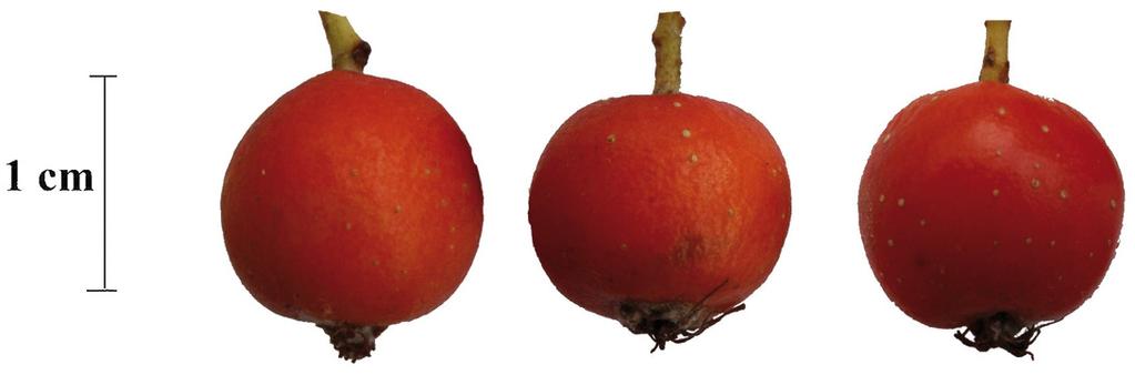 shoots (a); from sterile shoots (b). Fig. 3.