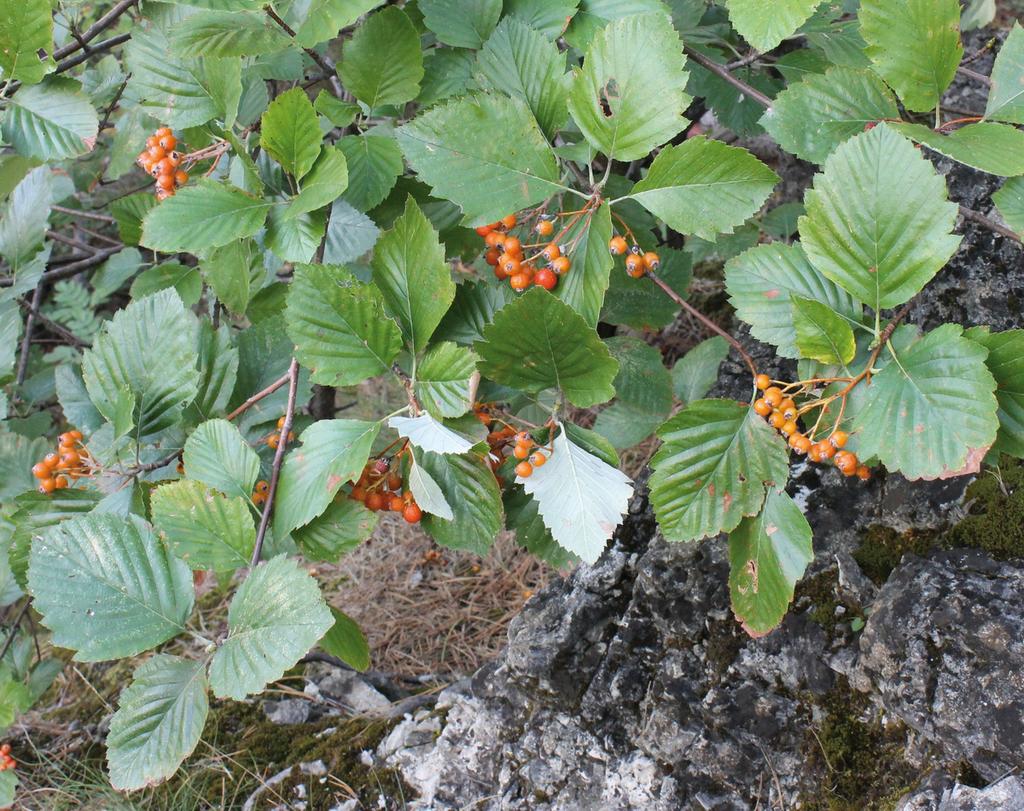56 NÉMETH, CS. Geographical distribution, population size and conservation status Sorbus pelsoensis is restricted to two valleys that are located within ca 600 m from each other.