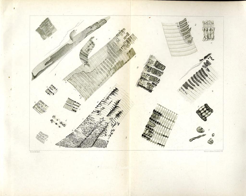 Ann. Mus. Hung. XV. ( 1917 ) Tab. IV.