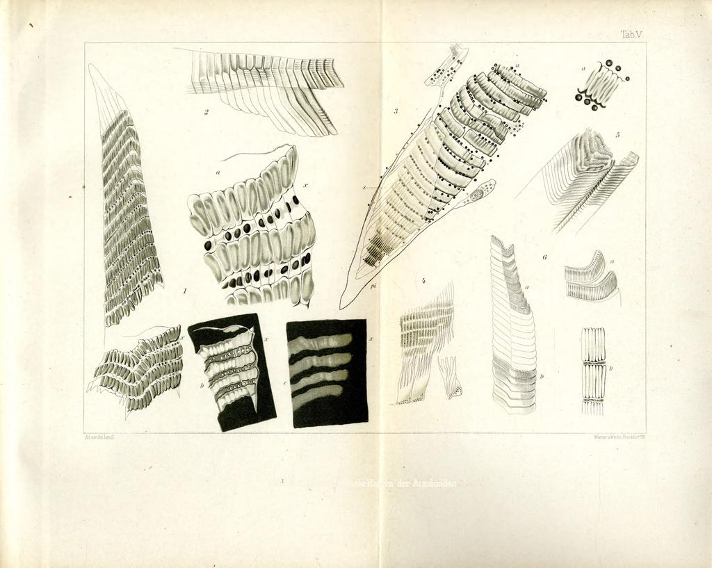 Ann.Mus.Hung.XV. (1917) D= Ad.