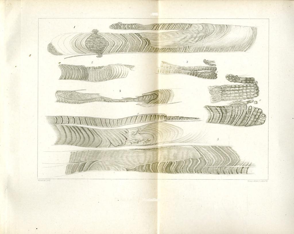 Ann.Mus.Hung.XV. (1917). ' Tab.VII.