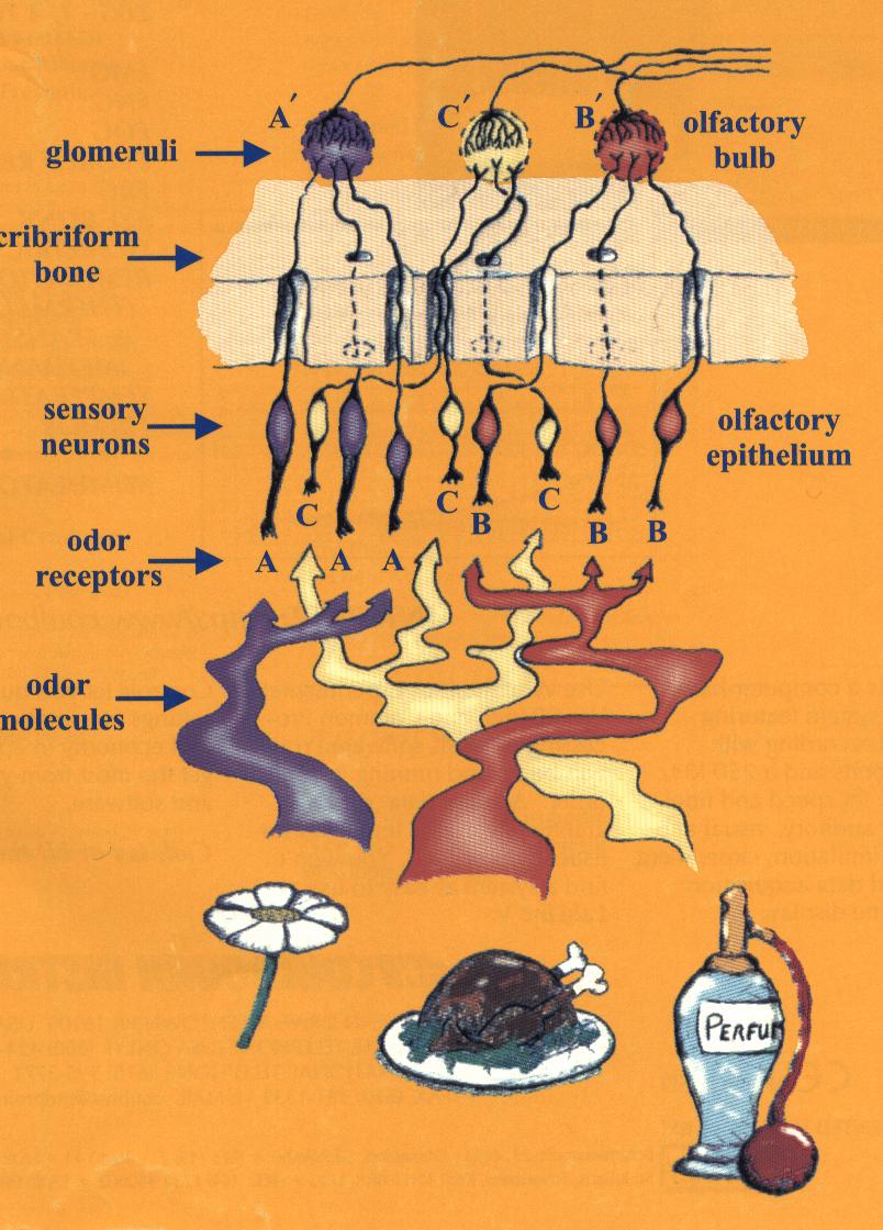 Az azonos identitású szaglósejtek axonjai a bulbus olfactorius meghatározott glomerulusaihoz konvergálnak Galaktozidáz-szaganyag