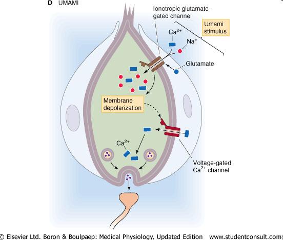 Keserű íz Különböző G-fehérje kapcsolt receptorok (T2Rs, 4-12 típus) az IP3/DAG rendszer aktiválása vagy, camp PKA (gustducin) rendszer vagy, K+-csatornák gátlása Umami íz (japánul édes, fenséges) A