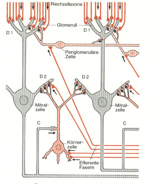 neuronok (ecsetsejtek) Szemcsesejtek: gátló interneuronok (dendro-dendritikus szinapszisok)