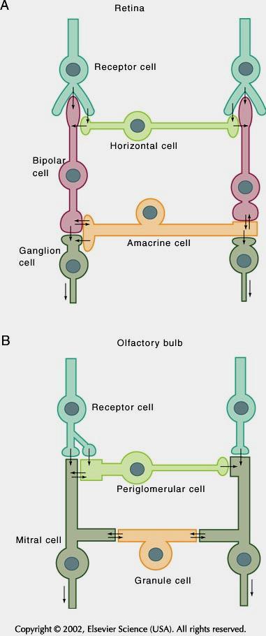 A retina ás a bulbus olfactorius szinaptikus szerveződése közötti hasonlóság (a laterális gátlás jelentősége)