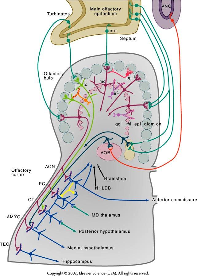 Egyes szaganyagok szubjektív elkülönítésének, azonosításának elősegítése TC: Tuffted cells (ecsetsejtek) VNO: