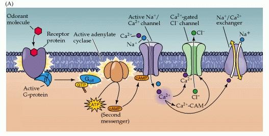 (A) Odorant (szaganyag) receptorok (OR): G-fehérje kapcsolt 7 transzmembrán domén receptorok