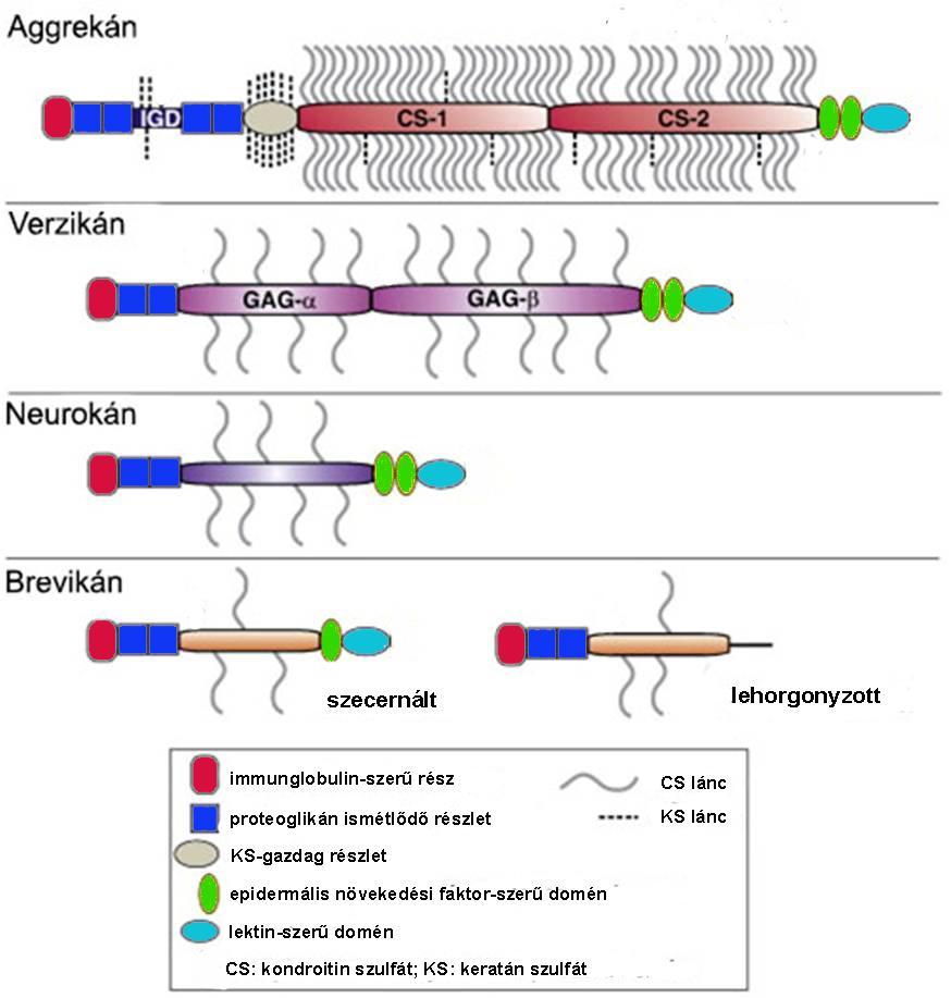 1. ábra: A lektikán családba tartozó 4 proteoglikán: aggrekán, verzikán, neurokán, brevikán. Forrás: Heather Stanton, James Melrose, Christopher B. Little, Amanda J.