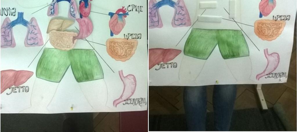 Unutrašnji organi su od kartona, koji se čičak trakom mogu odvojiti i lepiti.