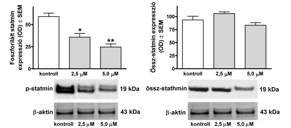 11. ábra A 7a vegyület hatása a tubulin polimerizációjának sebességére. Bal panel: kinetikus görbék 10 µm paklitaxel és 250 µm 7a jelenlétében. Jobb panel: a számított V max értékek.