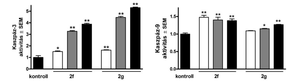 2. ábra A 2f h és 1i vegyületek hatása a ela sejtek szubg1 fázisára 3 µm (szürke oszlop) és 10 µm (fekete oszlop) koncentrációban.