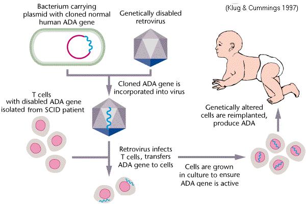 Somatic SCID génterápiás Therapy for kezelése SCID (1990) (1990) Severe Combined Immunodeficiency Disease (SCID) is due to a defective gene for Adenosine Adenozin-deamináz Deaminase (ADA).
