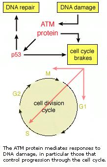 Ataxia telangiectasia ATM gén: 11.