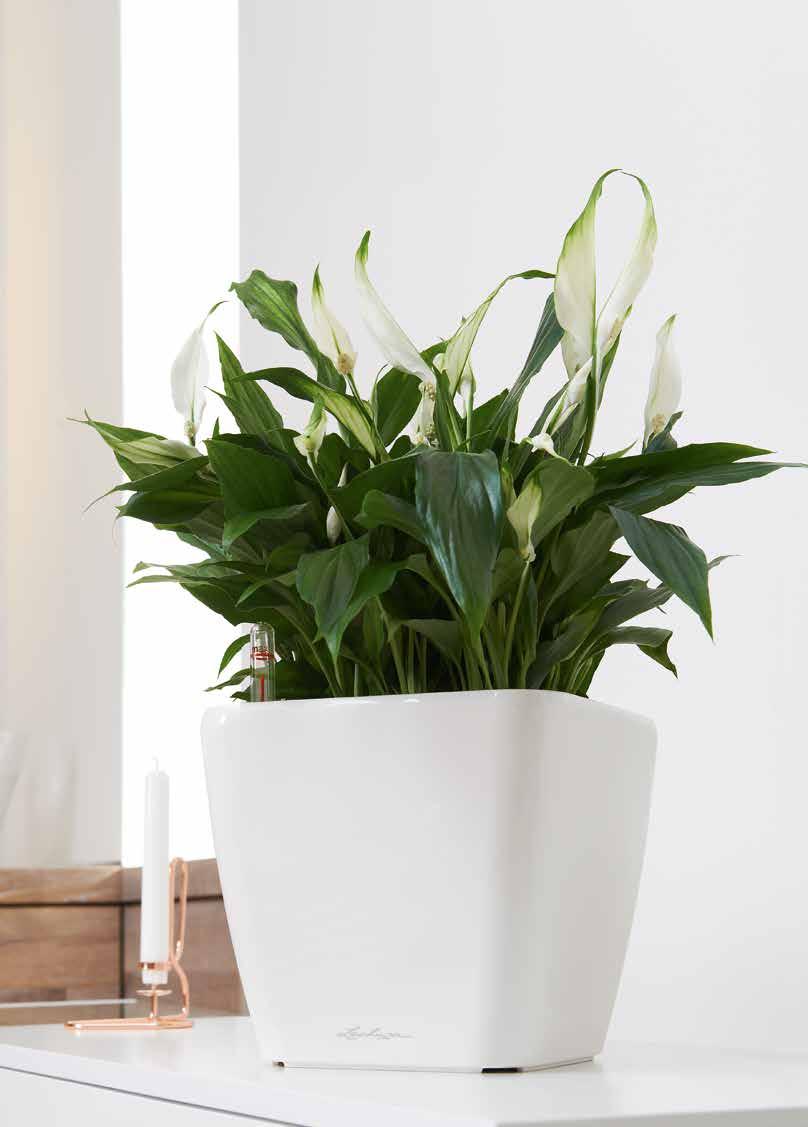54 PREMIUM COLLECTION QUADRO LS Design és funkcionalitás találkozása Design i funkcjonalność w jednym Praktikus belső a kaspóval azonos színű fogókkal.