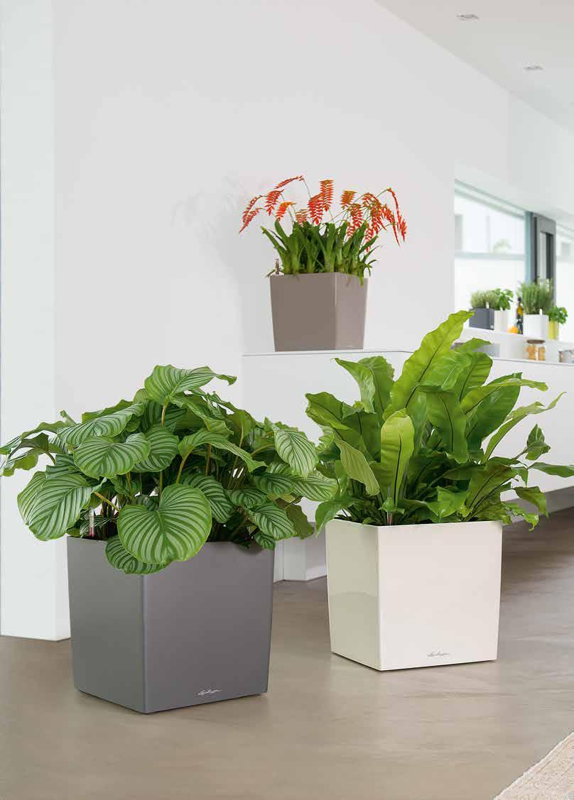cm 40 40 40 cm 40 40 40 cm 40 40 40 cm CUBE 30 // Anthurium Kaspó + belső süllyeszthető fogókkal (szabadalom védi) + önöntözőkészlet Donica + wkład