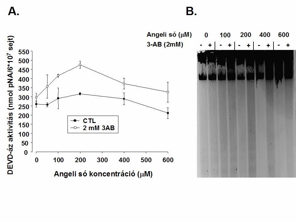 7. ábra. Angeli só kezelt timociták sejthalálának jellemz i A panel. A timocitákat 30 percen át el kezeltük 2mM 3AB-vel, majd 6 órán át inkubáltuk AS-sel.