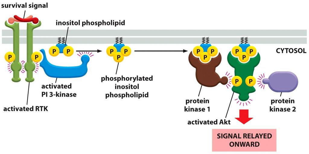 A PI-3 KINASE-AKT (PROTEIN KINASE B) ÚTVONAL Akt: