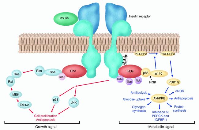 INZULIN RECEPTOR