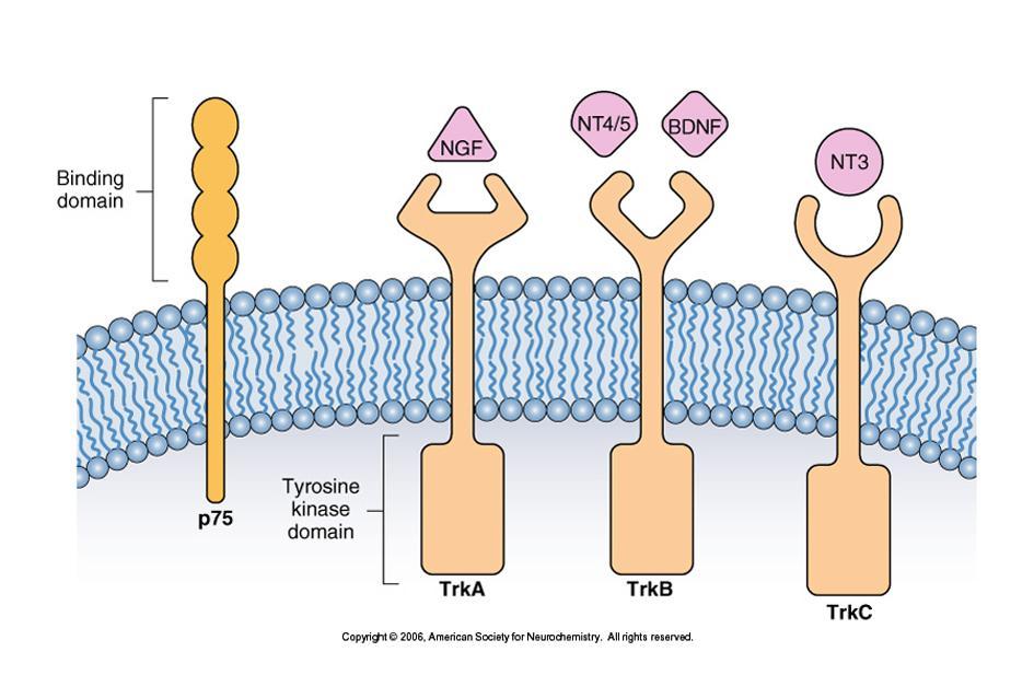 NEUROTROFINOK