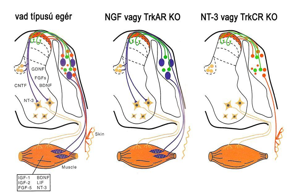 NGF, NT-3, VALAMINT A RECEPTORAIK